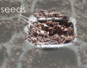 A Beginners Guide to Starting Seeds Indoors Image